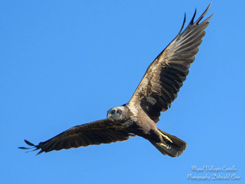 Hembra adulta de Aguilucho lagunero
