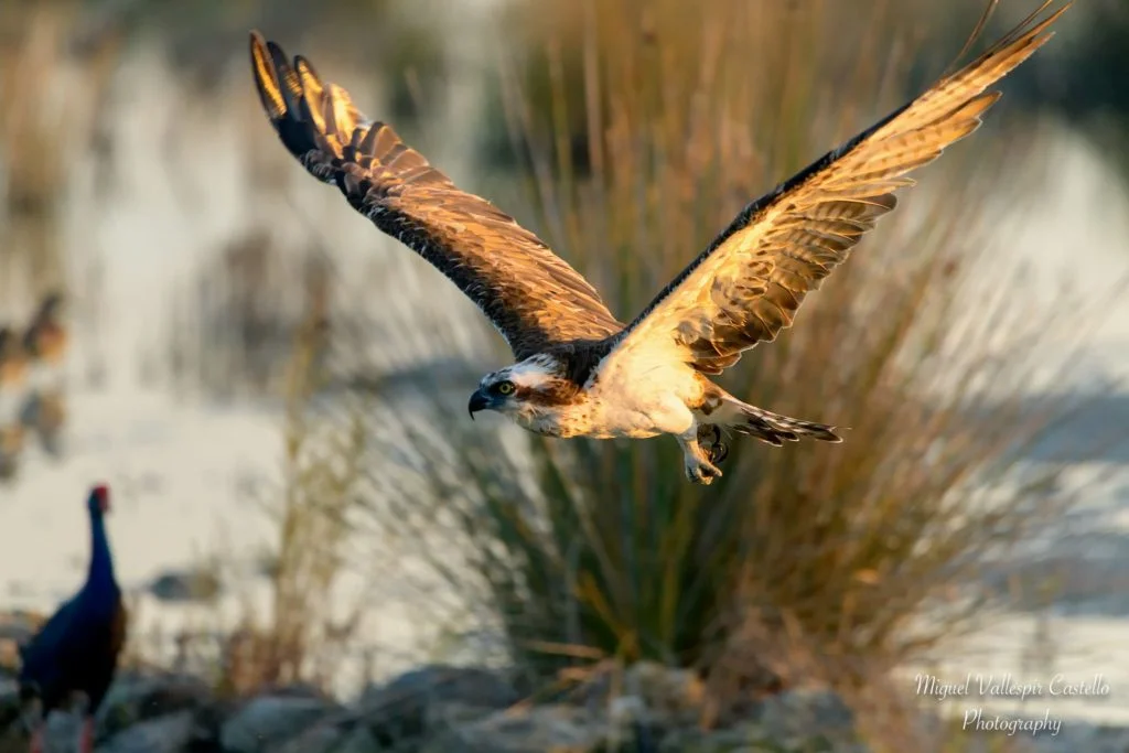 Aguila Pescadora en s'albufera de Mallorca